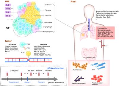 Corrigendum: Progress and perspectives of perioperative immunotherapy in non-small cell lung cancer